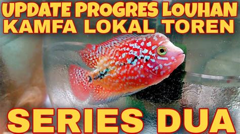 Update Progres Ikan Louhan Kamfa Lokal Toren Series 2 Di Galon YouTube