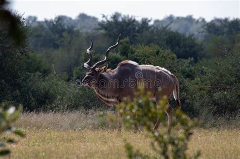 Greater Kudu Bull Isolated Stock Photo Image Of Tour 277170918