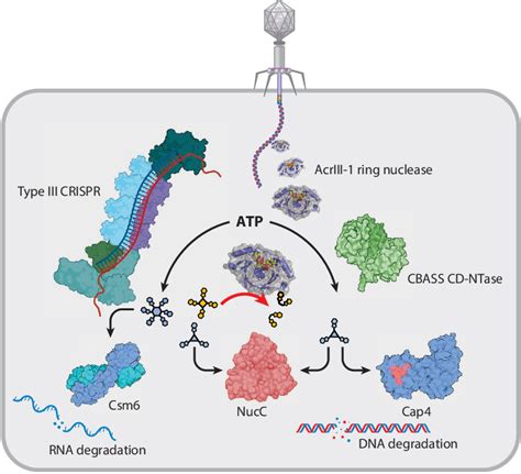 PDF Cyclic Nucleotide Signaling In Phage Defense And Counter Defense