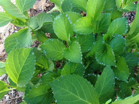 Squashpumpkincucumberwatermelon Cross Pollination Explanation