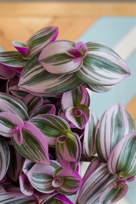 Tradescantia 'Nanouk' - svokrine jazyky