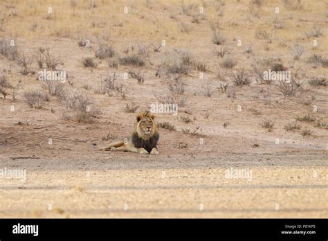 Black maned lions hi-res stock photography and images - Alamy