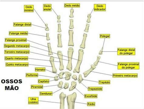 Dedão Da Mão Nome Tecnico - Ossos da mão. | Corpo humano, Anatomia, Anatomia do pé
