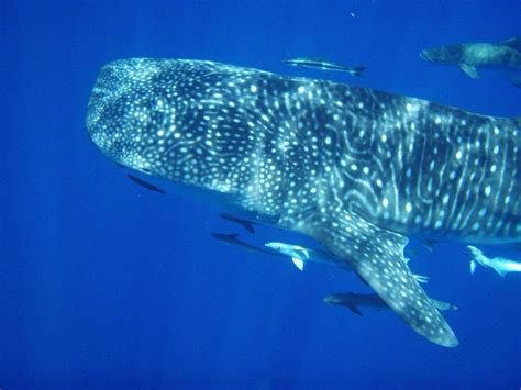 Exmouth Marina Village - Western Australia: Whale Sharks in Ningaloo
