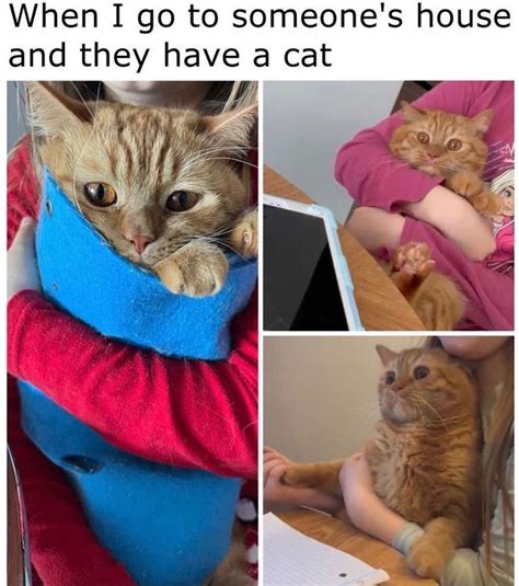 pawsitively adorable cat memes cat meme catmeme catmemes funny