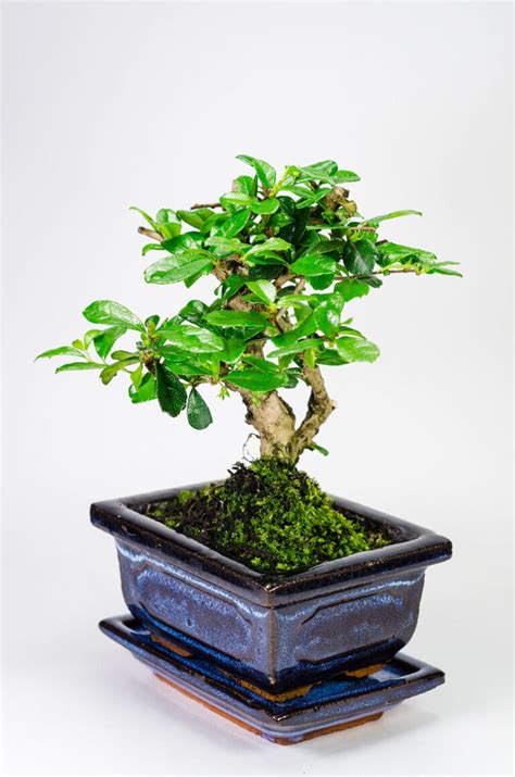 Carmona Microphylla Бонсай - Florariumplants