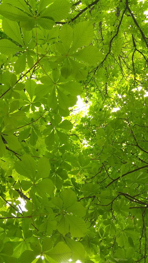 Trees Leaves Green Leaves Summer Trees Hd Phone Wallpaper Peakpx