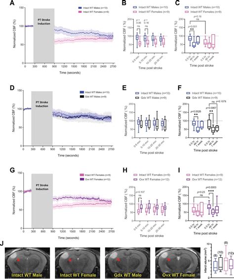 Sex Specific Acute Cerebrovascular Responses To Photothrombotic Stroke