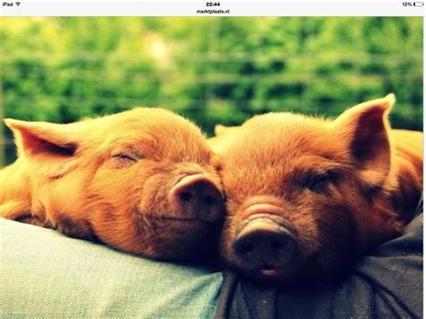 Two Small Pigs Are Cuddling Together On The Back Of A Person S Arm