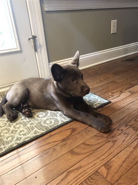 Husky chocolate lab mix : r/husky