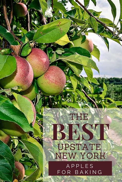 The Best Upstate New York Apples For Baking Home In The Finger Lakes