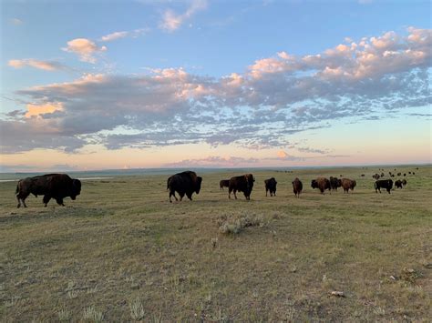 Memorable moments from our 2022 field staff - Birds Canada | Oiseaux Canada