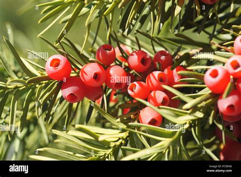 yew trees  autumn leaves  res stock photography  images alamy