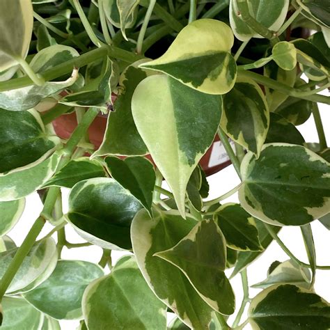 Peperomia Scandes C21 Spagnhol Plantas Ornamentais Loja Virtual