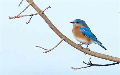 Quel genre doiseaux pondent des œufs bleus Le guide complet