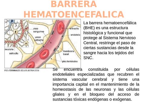 Formam A Barreira Hematoencefálica - Quais São As Células Gliais Que Constituem A Barreira Hematoencefálica ...