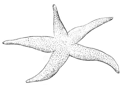starfish drawing images  paintingvalleycom explore collection