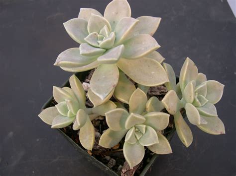 Graptopetalum Paraguayense Subsp Bernalense Ghost Plant World Of