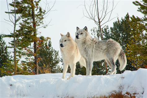 Winter Wolf Watching in Yellowstone