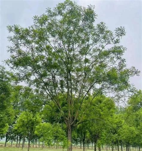 国槐，一种常见的落叶乔木（了解国槐的分类）花植网
