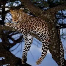 Tswana game reserve aka Africa 2.0 set in Botswana : r/theHunter