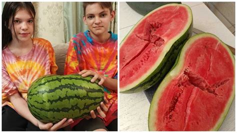 Красноярская семья вырастила 10-килограммовый арбуз | 27.08.2024 ...
