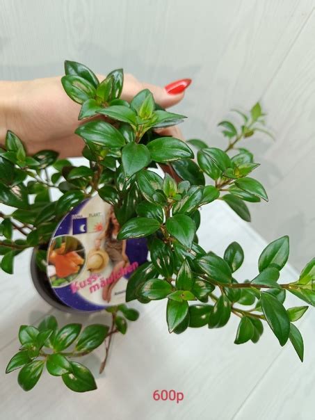 Продажа Немантус Грегариус李 Цена 600р Заказ оформляем через раздел ...