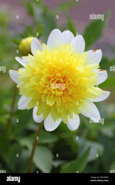 dahlia dahlia   genus  flowering plants   sunflower