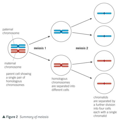 B4 Meiosis Genetic Diversity Flashcards Quizlet