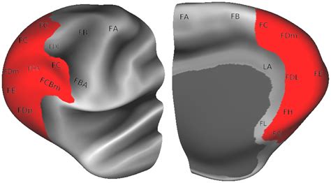 Quantitative Assessment Of Prefrontal Cortex In Humans Relative To