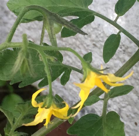 First tomato of 2019! Sunsugar Cherry... - Buckeye Gardener