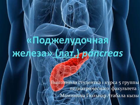 Поджелудочная железа - презентация онлайн