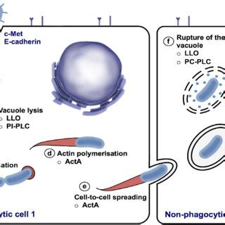 L Monocytogenes Intracellular Life Cycle A Listeria Invades The