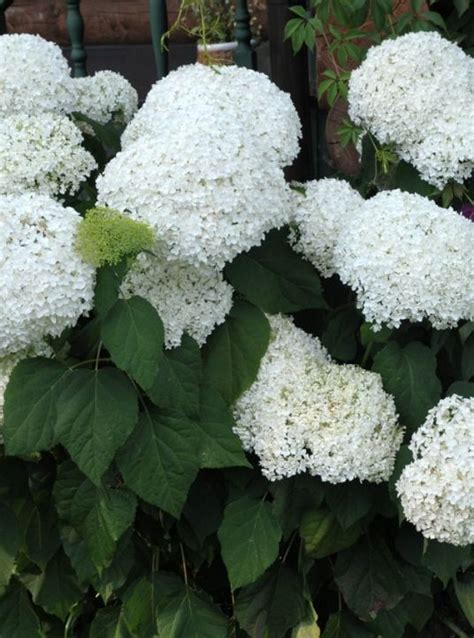 Гортензия древовидная Аннабель (Hydrangea arborescens Annabelle)