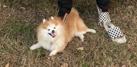 In Search Of A Hot Pink Bitch Named Breakfast Defector