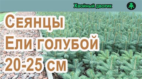 Сеянцы ели голубой 5-ти лет,Обзор осень 2022 г - весна 2023г.Питомник ...