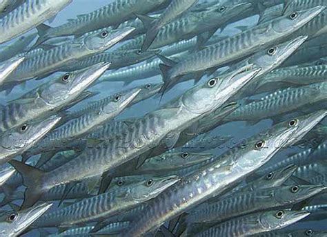 Barracuda - Sharp-toothed Speedster | Animal Pictures and Facts ...