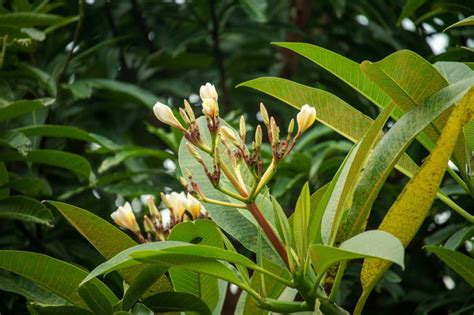Planta Janaúba Para Que Serve - Janaúba: para que serve e como usar - Tua Saúde