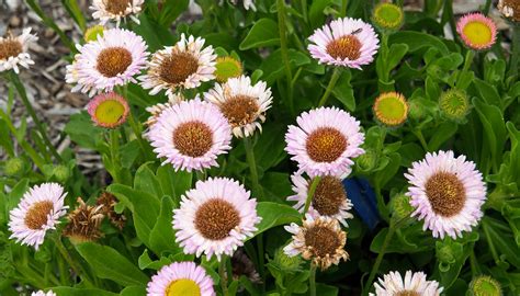 Daisy Seaside Daisy Erigeron Glaucus Ken Lunders Flickr