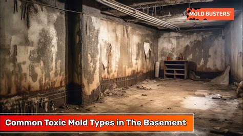 Mold Statistics Toxic Mold Types Found In Basements Mold Busters