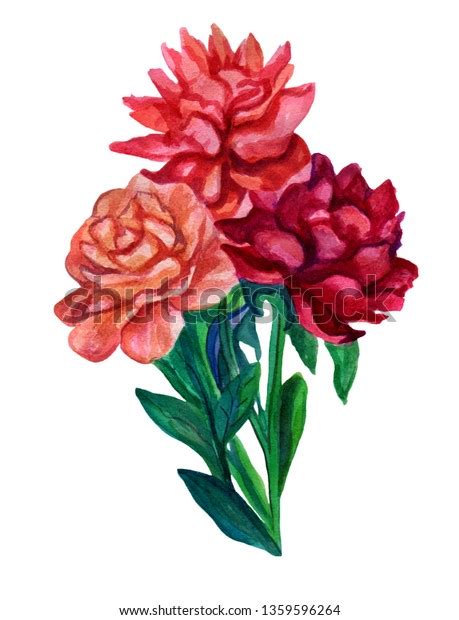 Watercolor Peonies Bouquet Isolated On White Stock Illustration