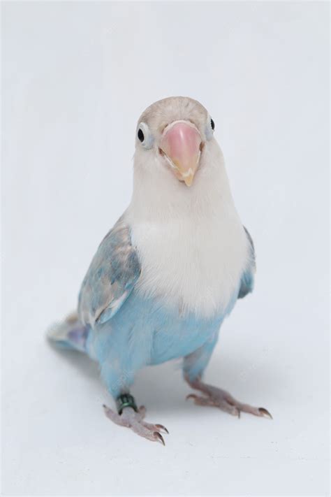 Agapornis Fischeri Lovebird Aislado Foto Premium