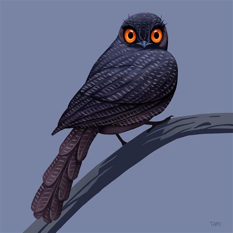 All Time 10 Rarest Birds in the World 2024 [UPDATE]