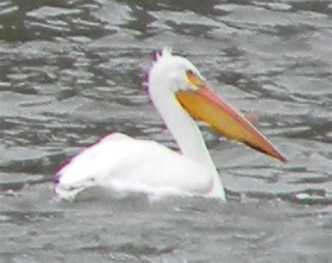 Pelican In Montana Wildlife Animals Montana