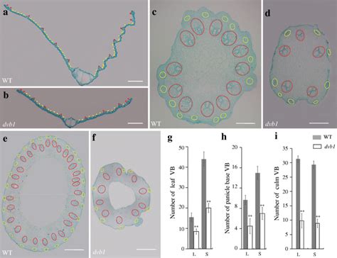 Vascular Bundles In The Dvb1 Mutant And Wild Type Af Transverse