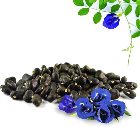 Amazon Butterfly Pea Flower Seeds Hoa Dau Biec Blue