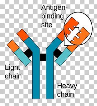 Epitope Paratope Antigen-antibody Interaction PNG, Clipart, Antibody ...