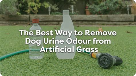 The Pet Owner's Dilemma: 5 Steps To Rescue Your Lawn From Dog Urine Damages