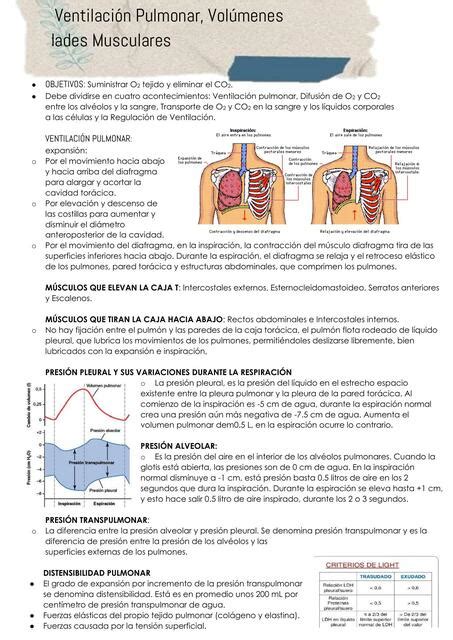 Ventilaci N Pulmonar Vol Menes Y Capacidades Musculares Mariana