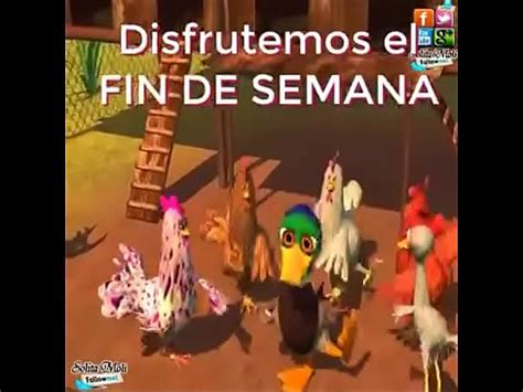 Gallo Pendejo XVIDEOS